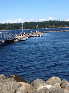 the boats all tied up waiting for race day
