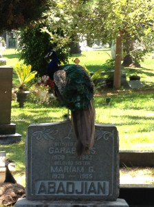 One of the many peacocks that roam the cemetery