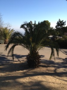 We don't have trees like this where I live hence the picture lol