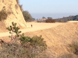 Hiking back from the Hollywood sign a coyote decided to pop onto the trail and lead us back. He's hard to see but he's there!