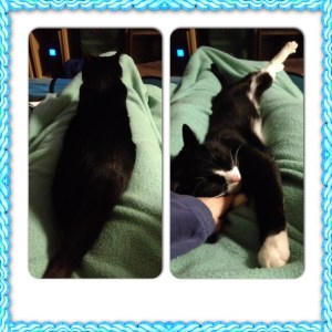 I only have long legs so I can provide adequate napping spots