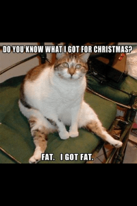 this would be me if I was a cat