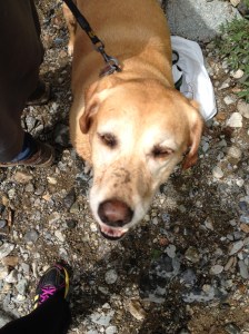 Steff, she will confirm I am a dummy at times lol