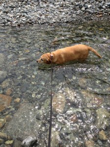 She kept trying to eat the water, must be a dog thing!