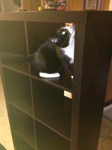 He couldn't decide if she should go to the top or stay where he was lol