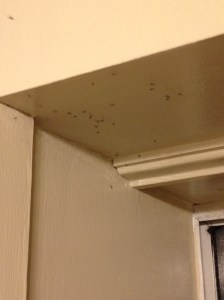 Baby spiders. Lots of baby spiders. *shudder*