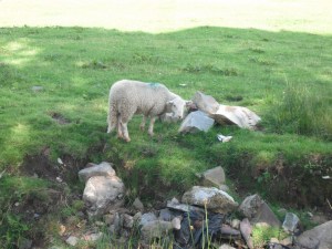 Close up of the sheep. Why? Cause I can lol Sheep are a bit of a novelty to me lol