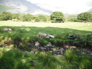 This sheep was baa-ing the whole time I sat inside, it was so cute! and sorta soothing...who knew?