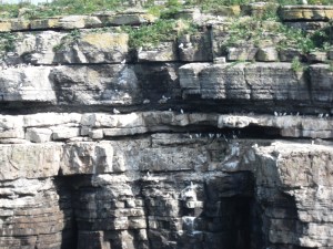 closer shot of the birds