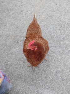 Came over to say hi!