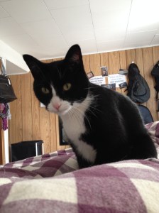 he looks innocent but he killed my blinds. Blind killer!