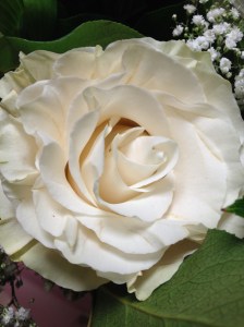 White rose