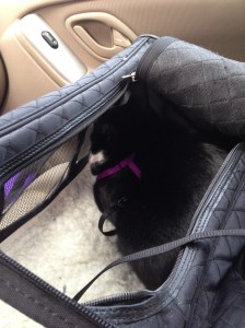 This is what a pouting cat looks like.