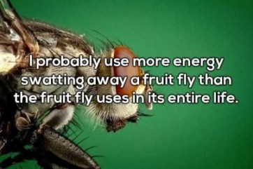 fruit fly 4