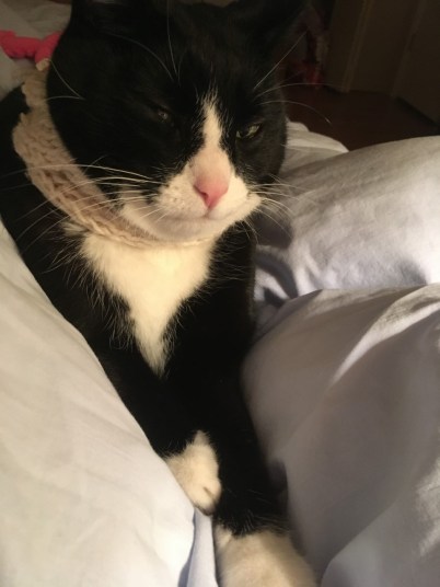 edmonton december 2018