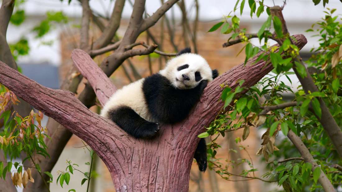 lazy panda