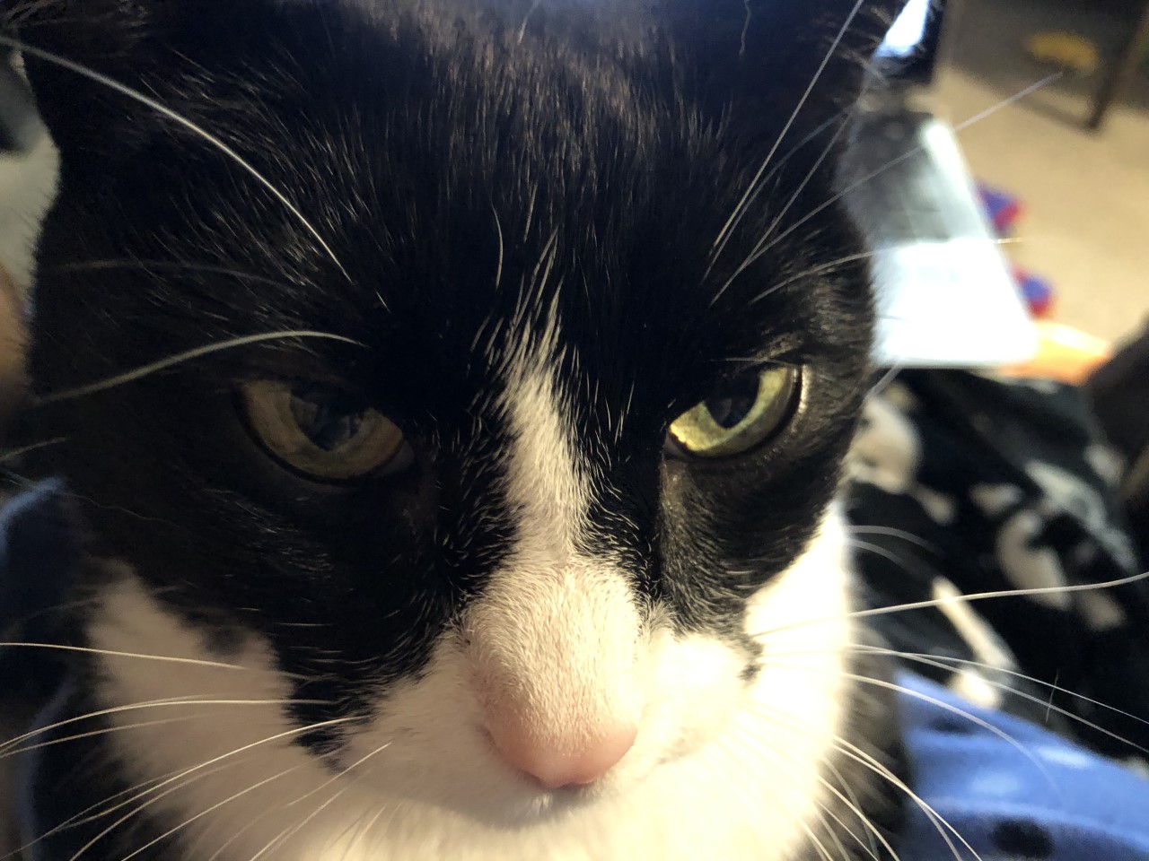 striker day 2 self isolation